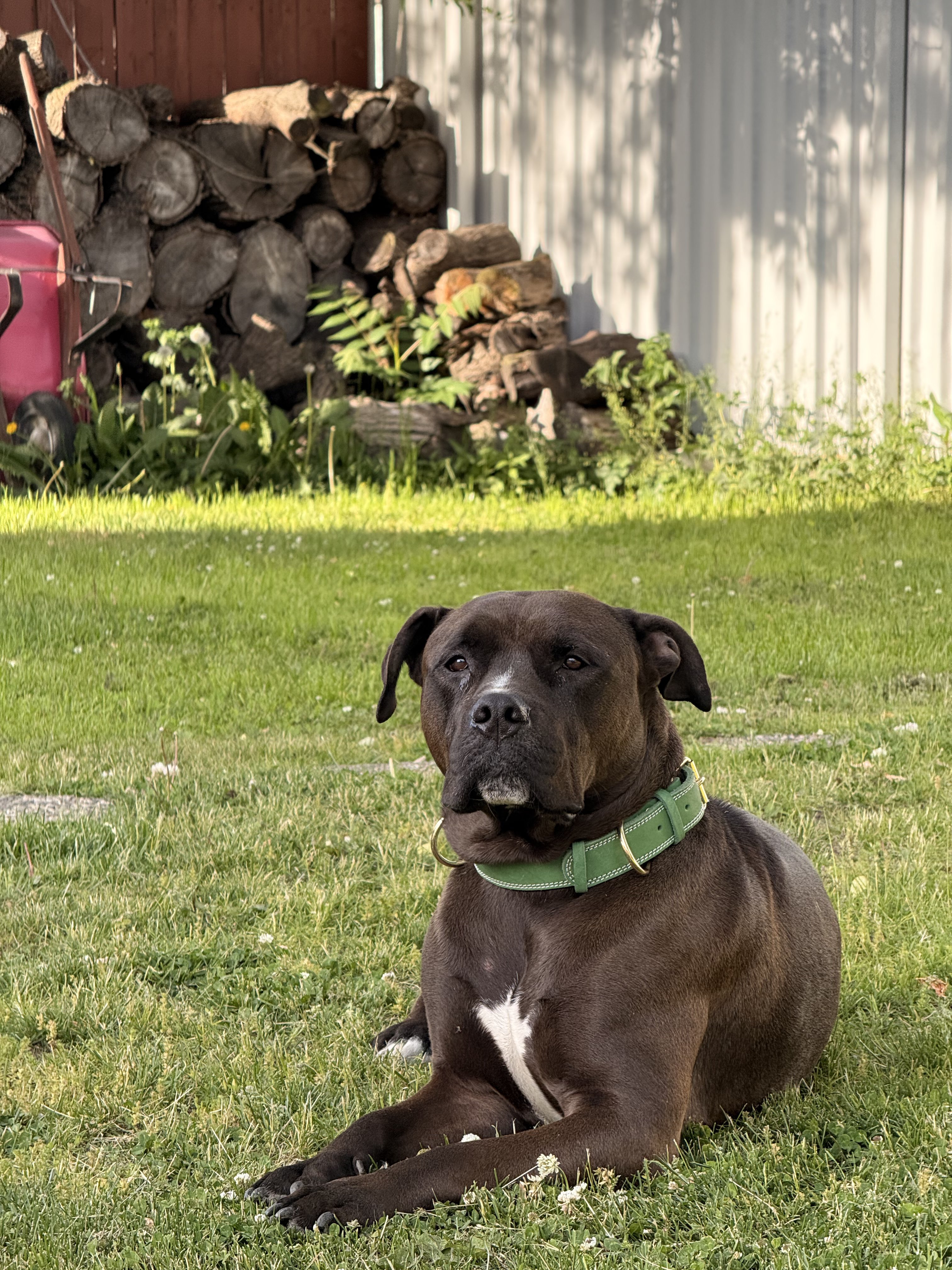 Brindle dog relaxing in a sunny yard